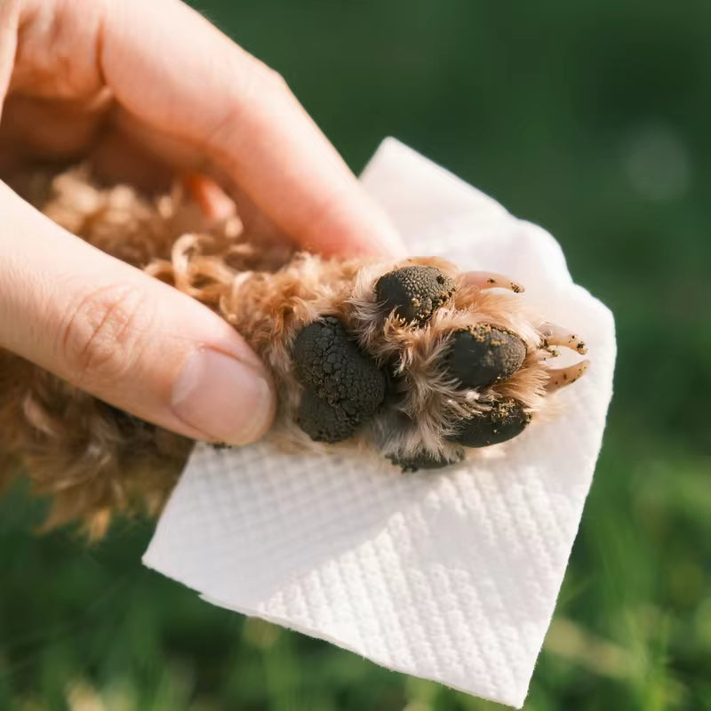 Biodegradable Cat Cleaning Wipes for Paws, Body & Bum — Gentle Daily Freshness Between Baths