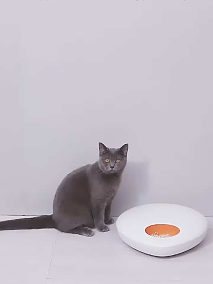 Smart Dry & Wet Food Automatic Pet Feeder